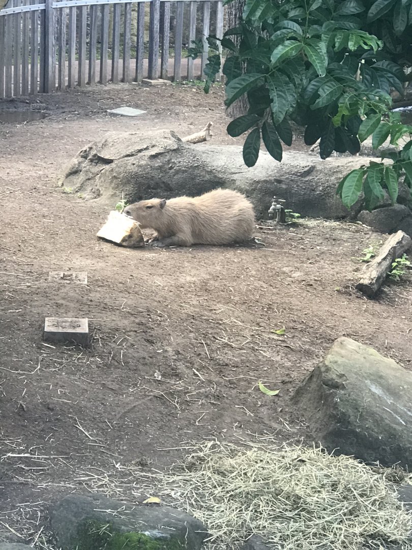 Capybara