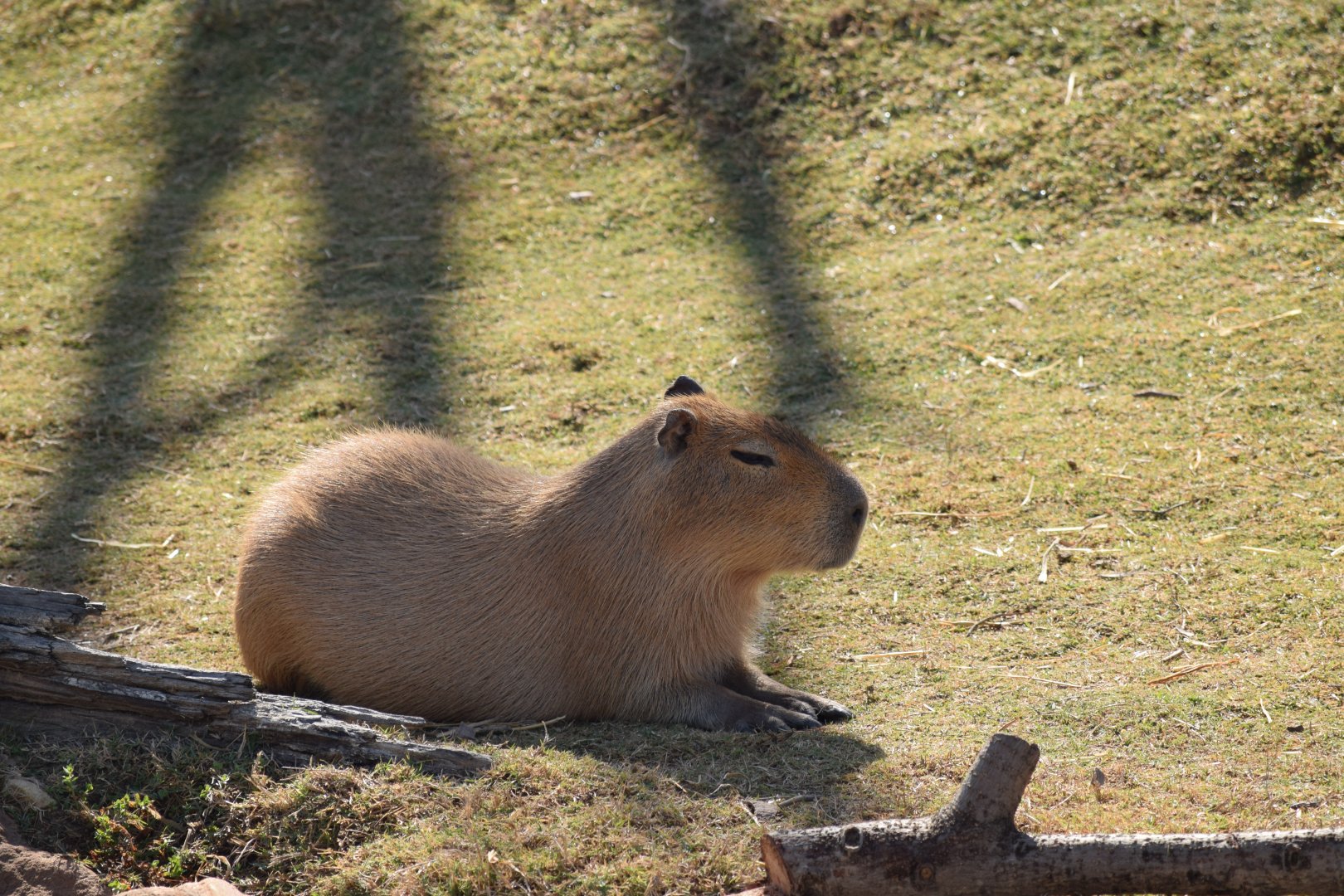 Capybara