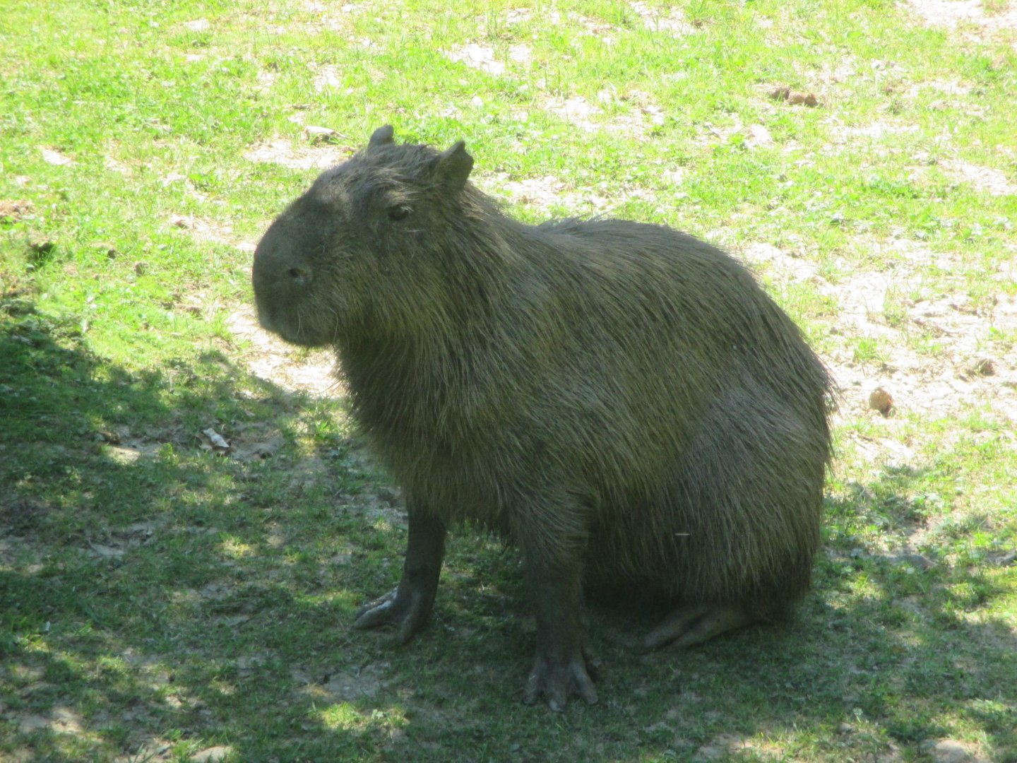 Capybara