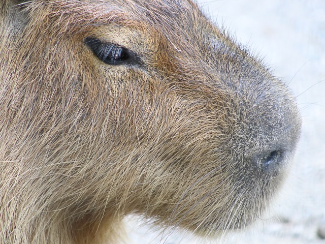 Capybara