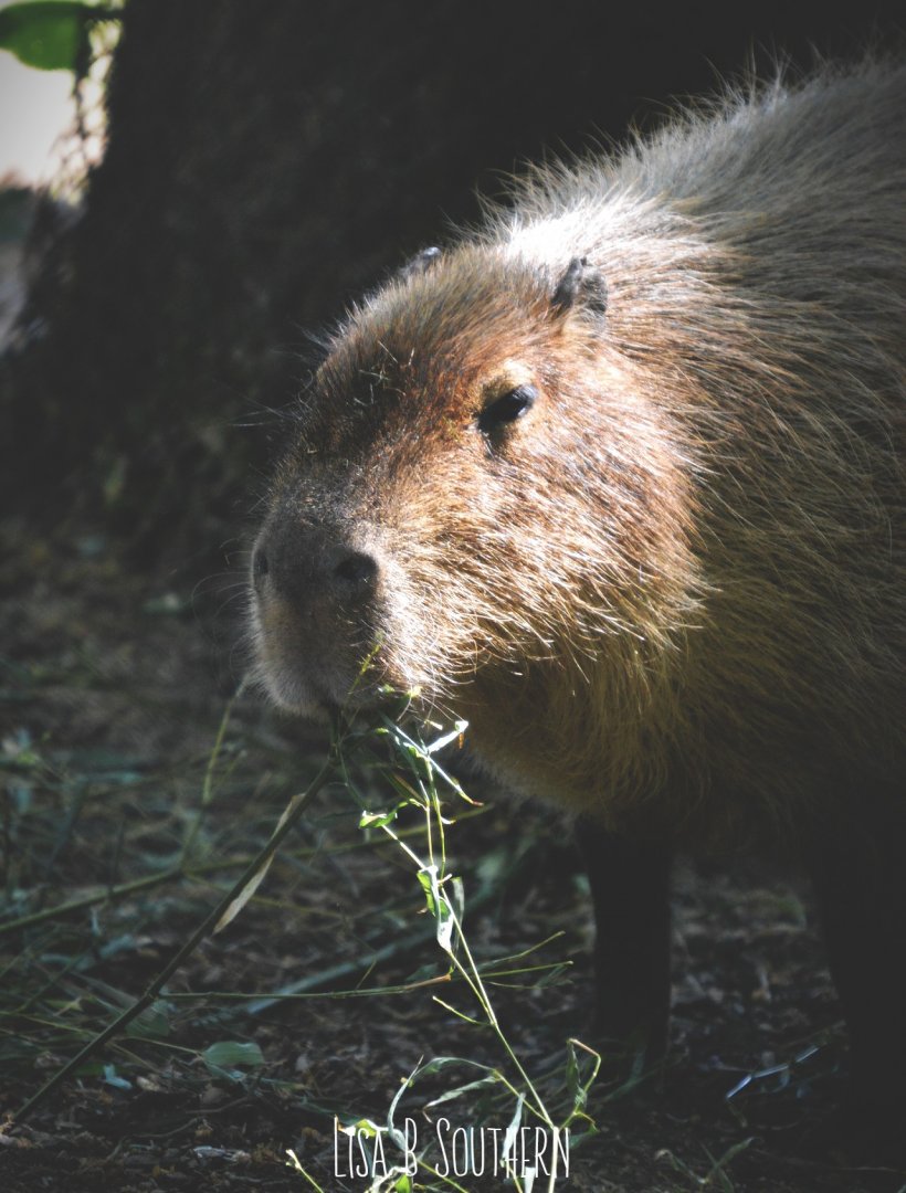 Capybara