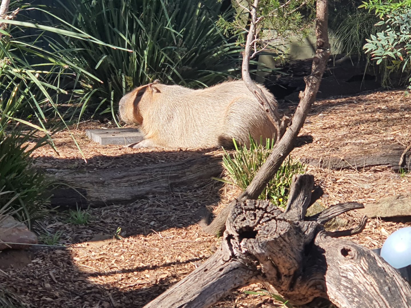 Capybara