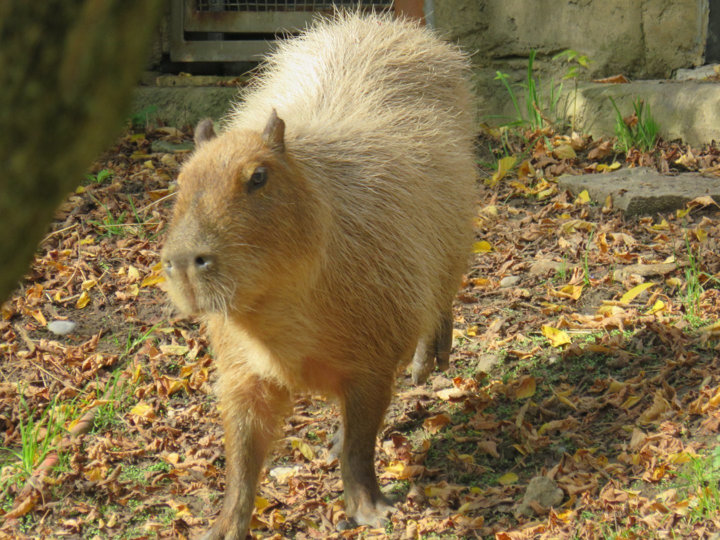 Capybara