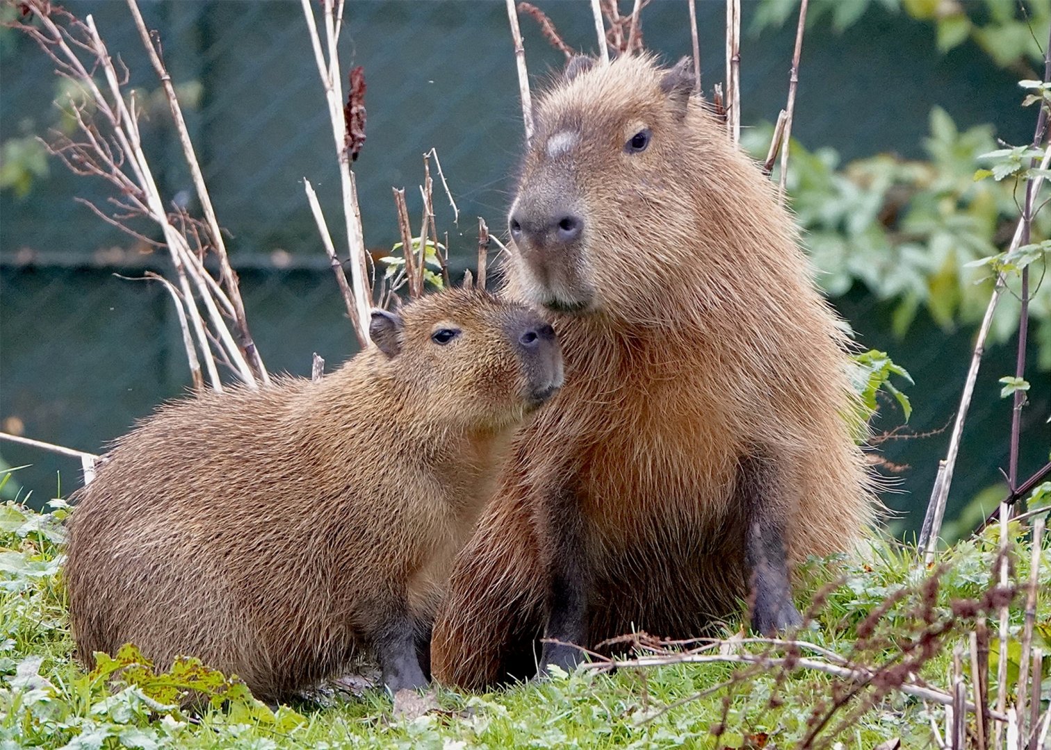 Capybara
