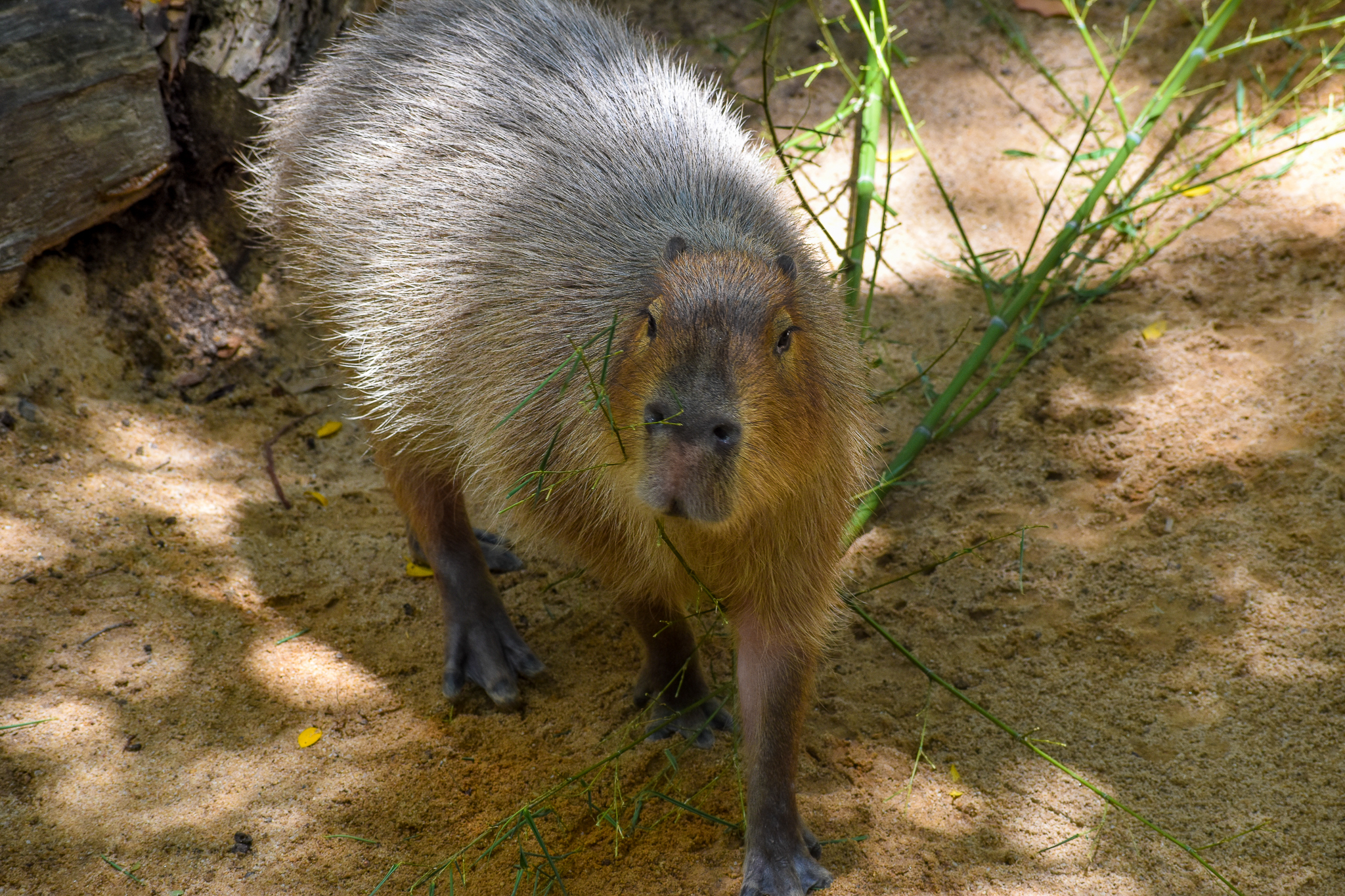 Capybara