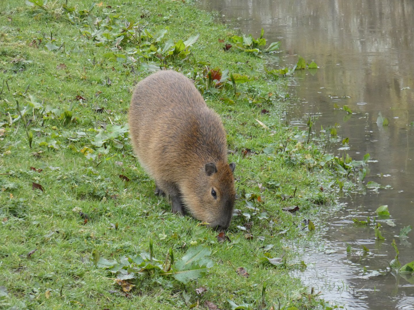 Capybara