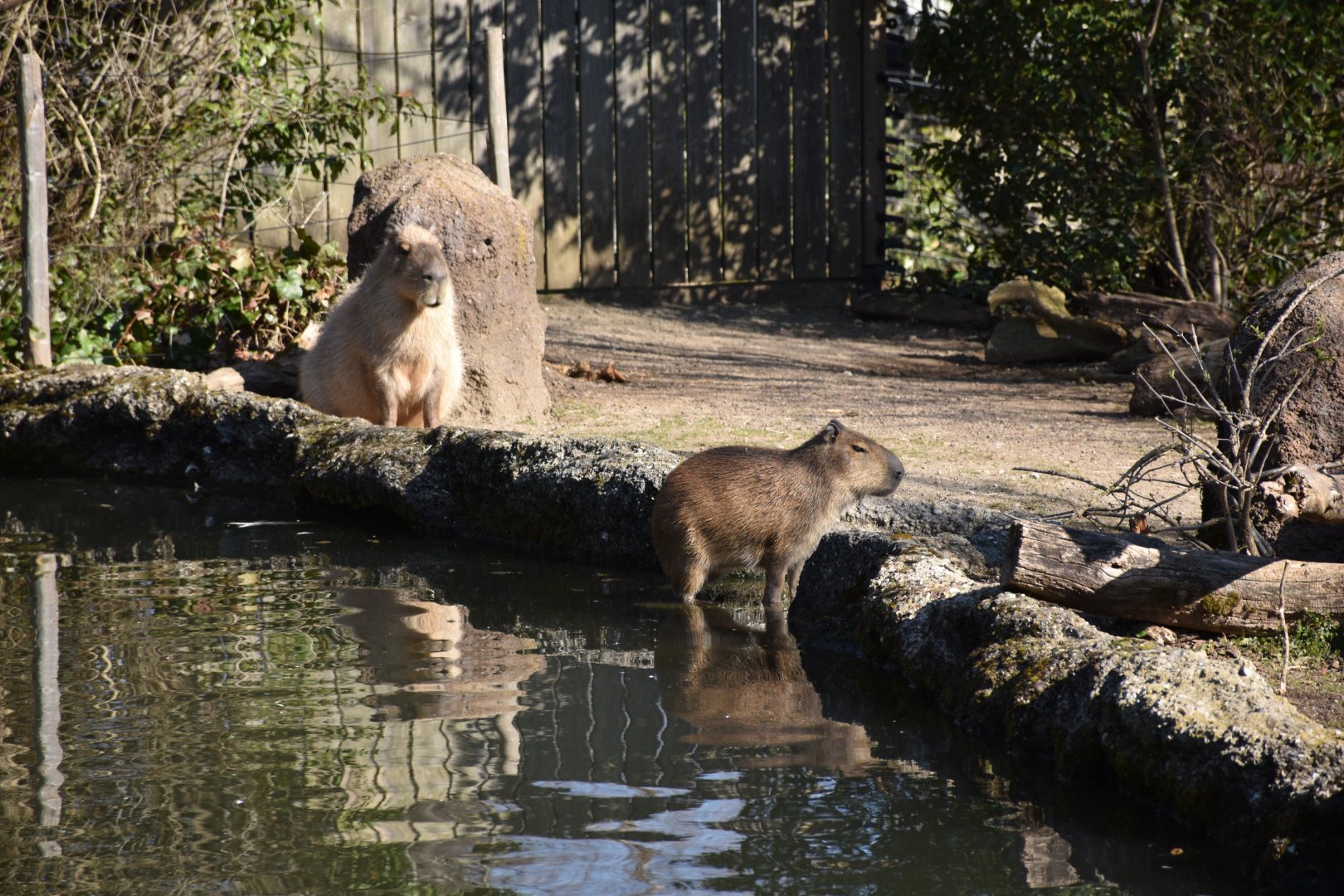 Capybara