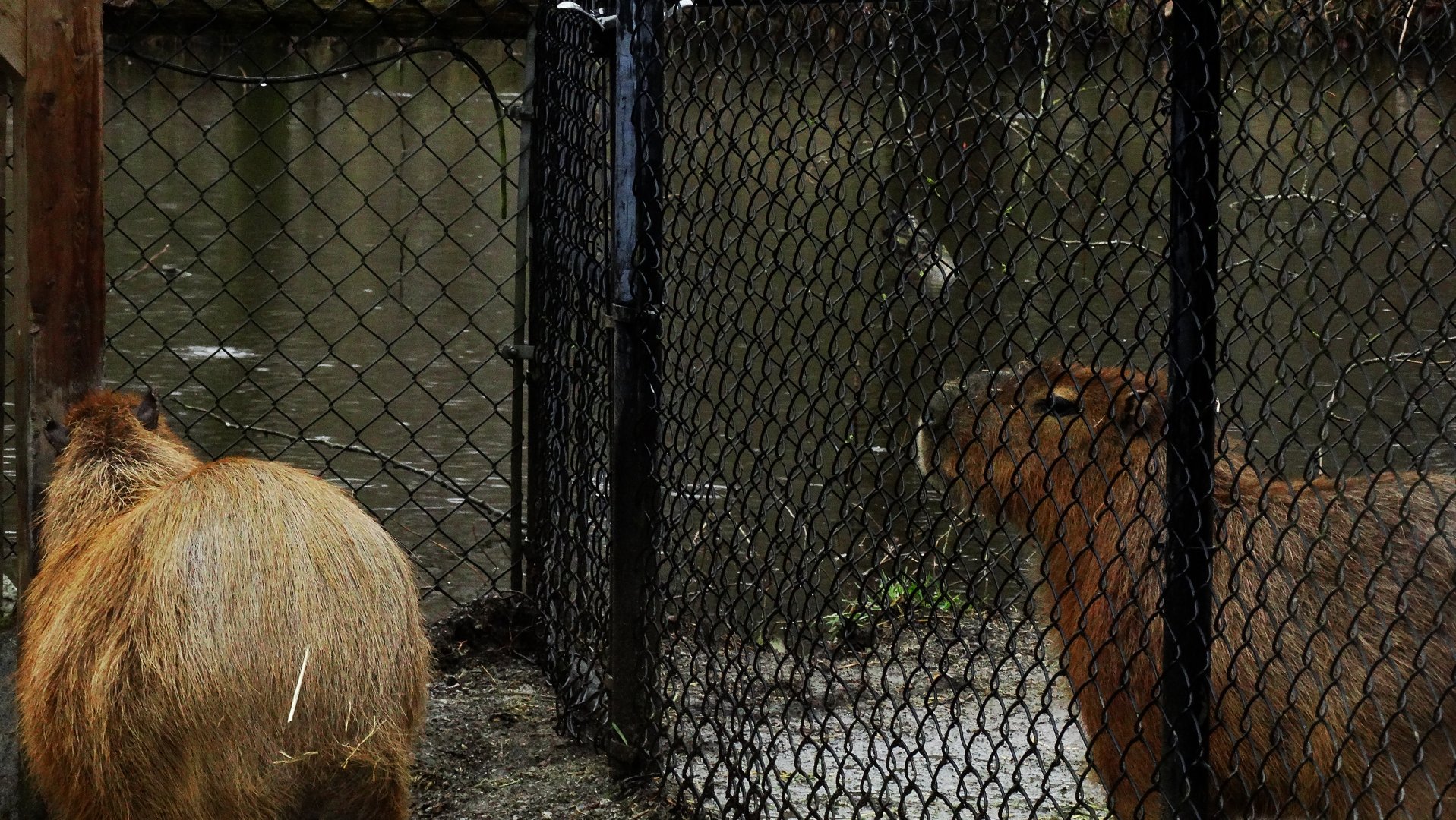 Capybara