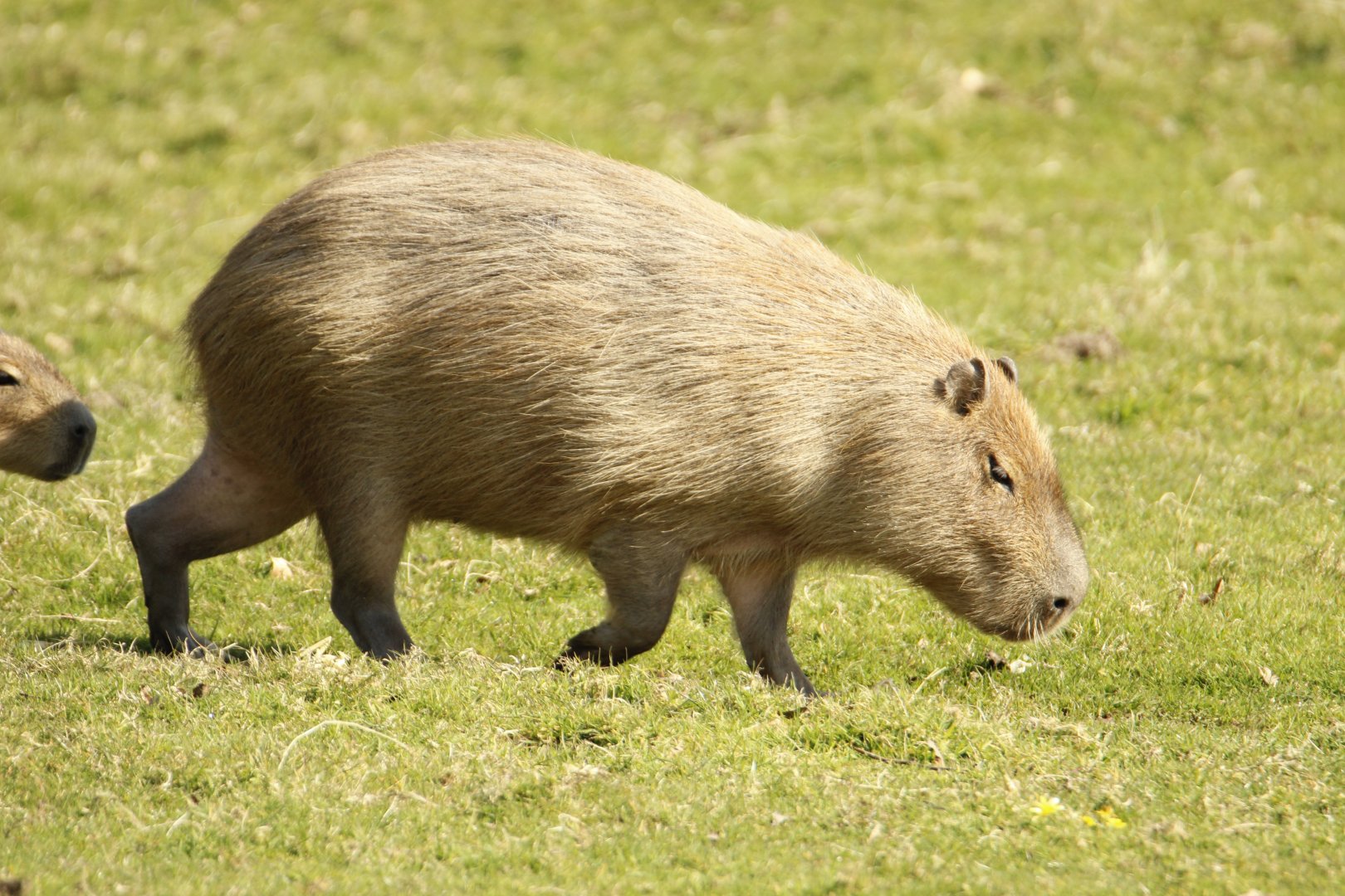 Capybara