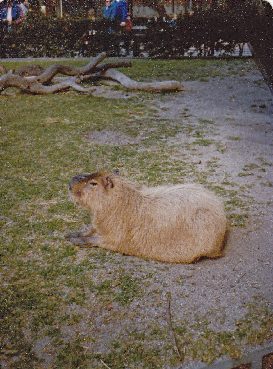 Capybara