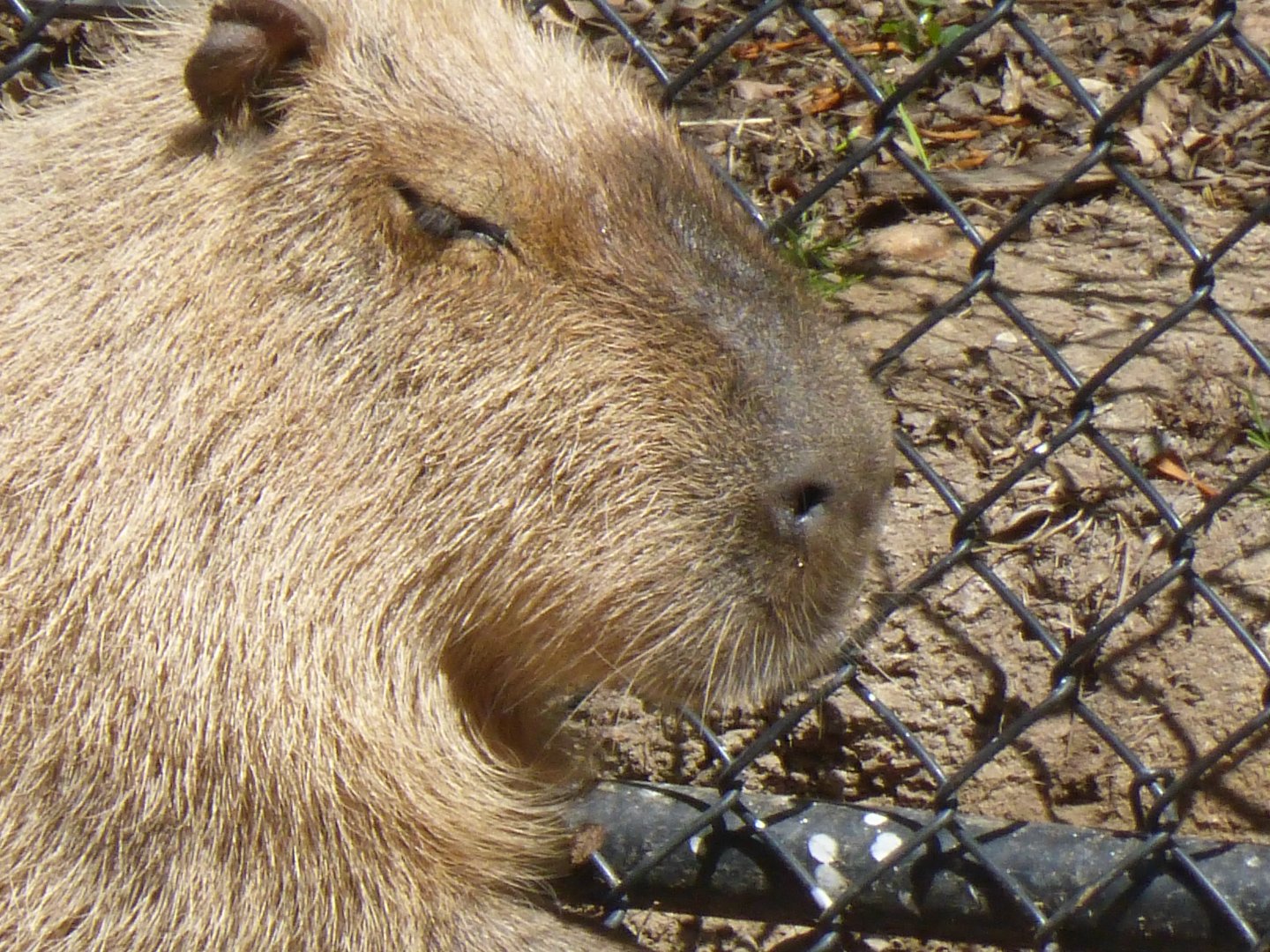 Capybara