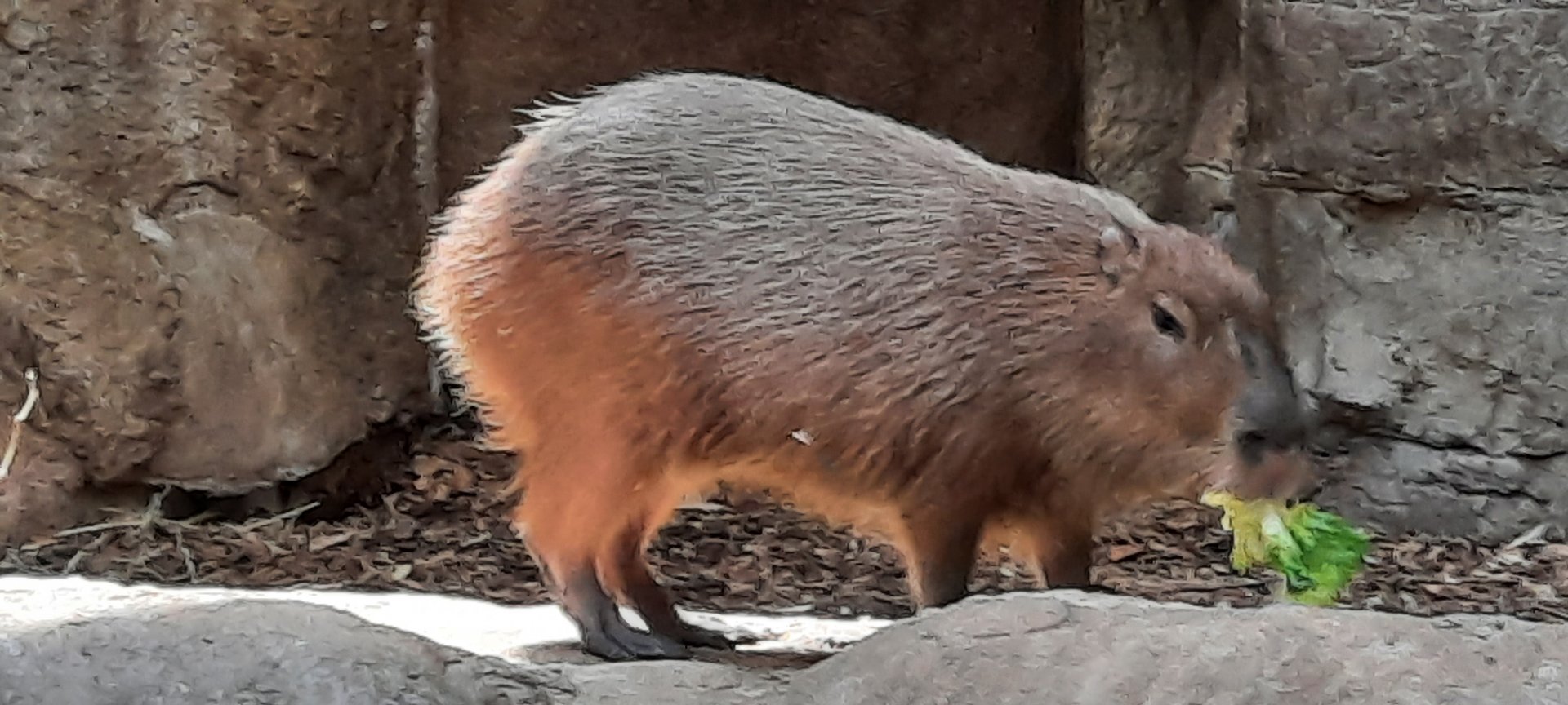 Capybara