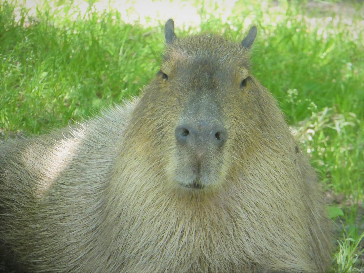Capybara