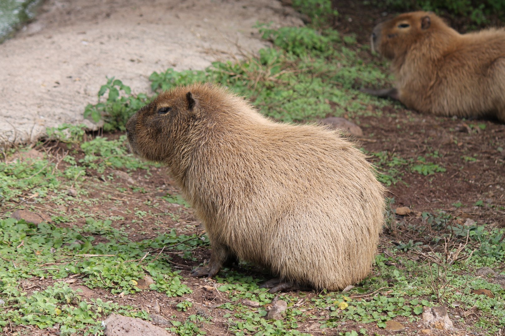 Capybara