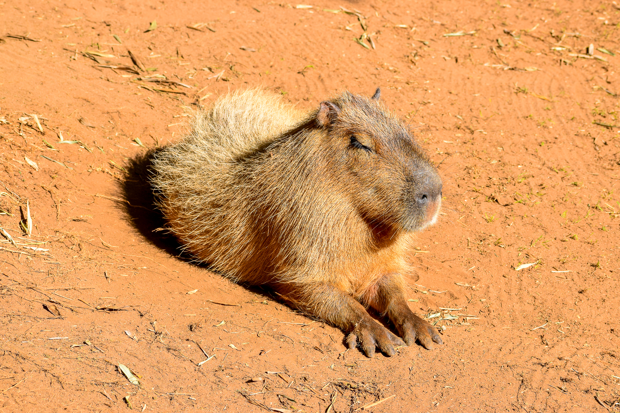Capybara