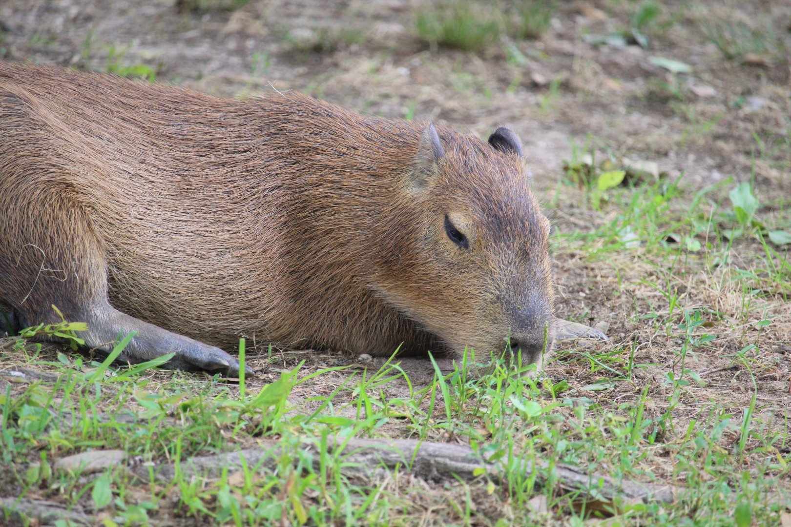 Capybara