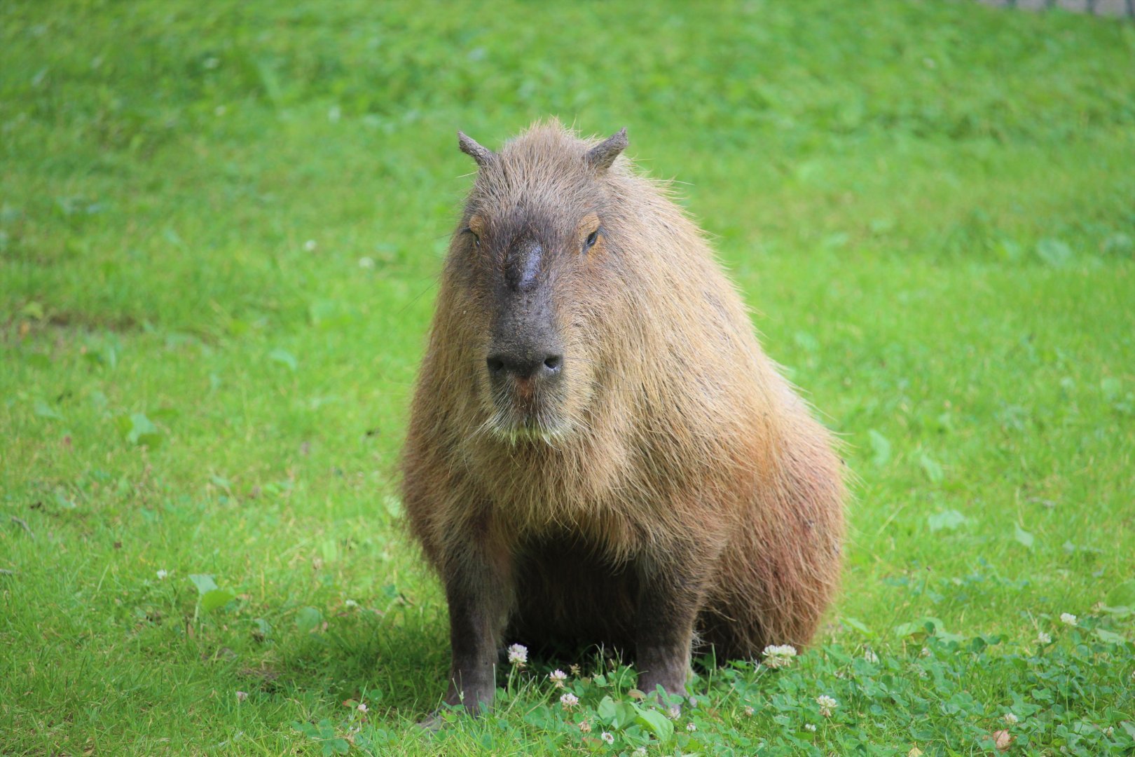 Capybara