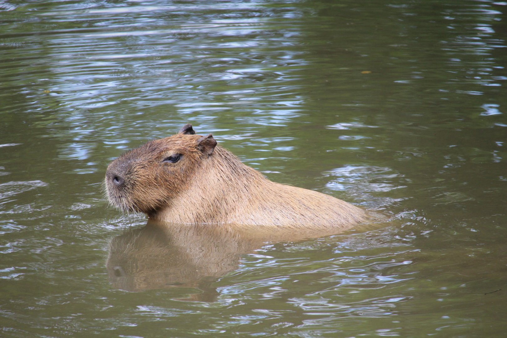 Capybara