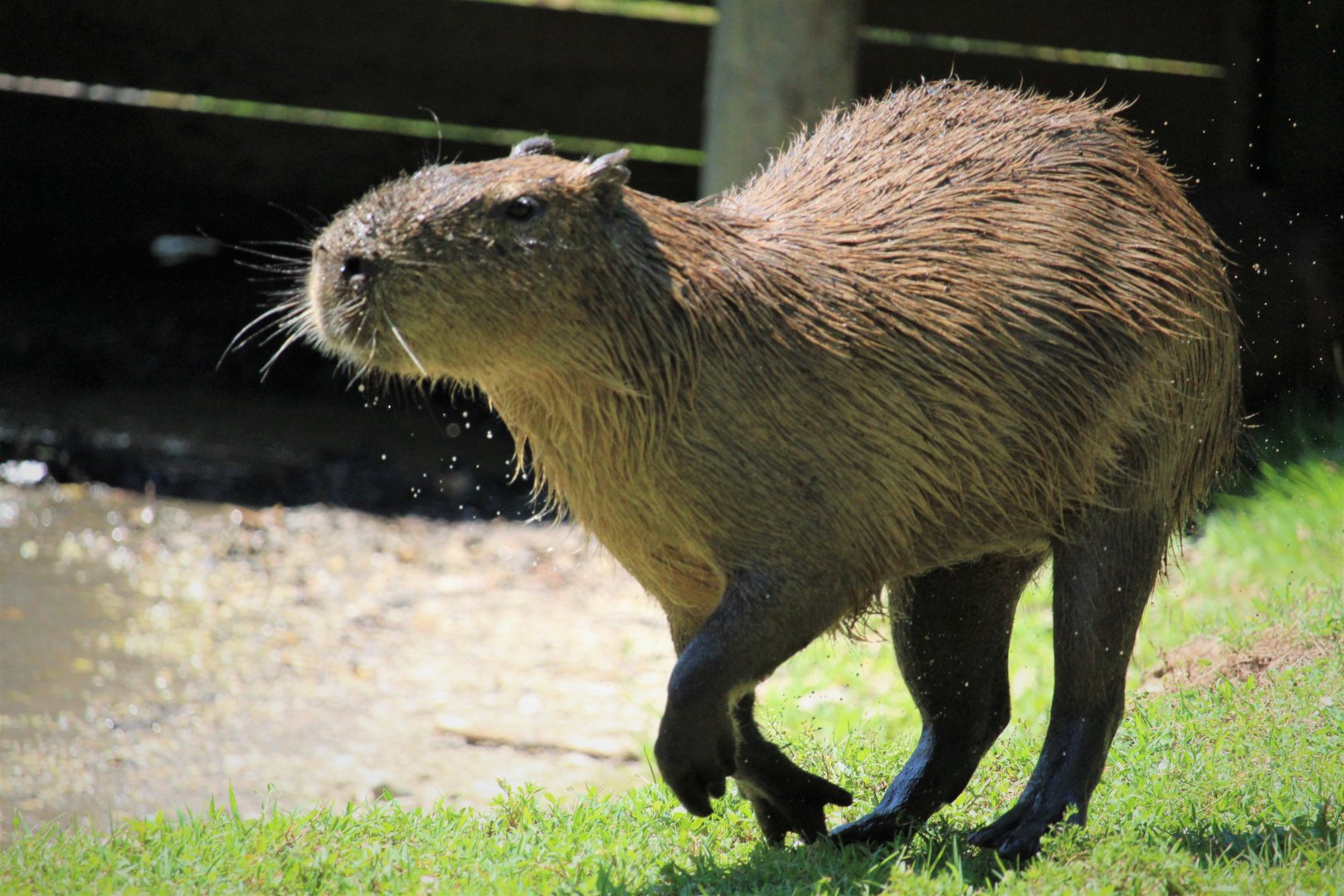Capybara