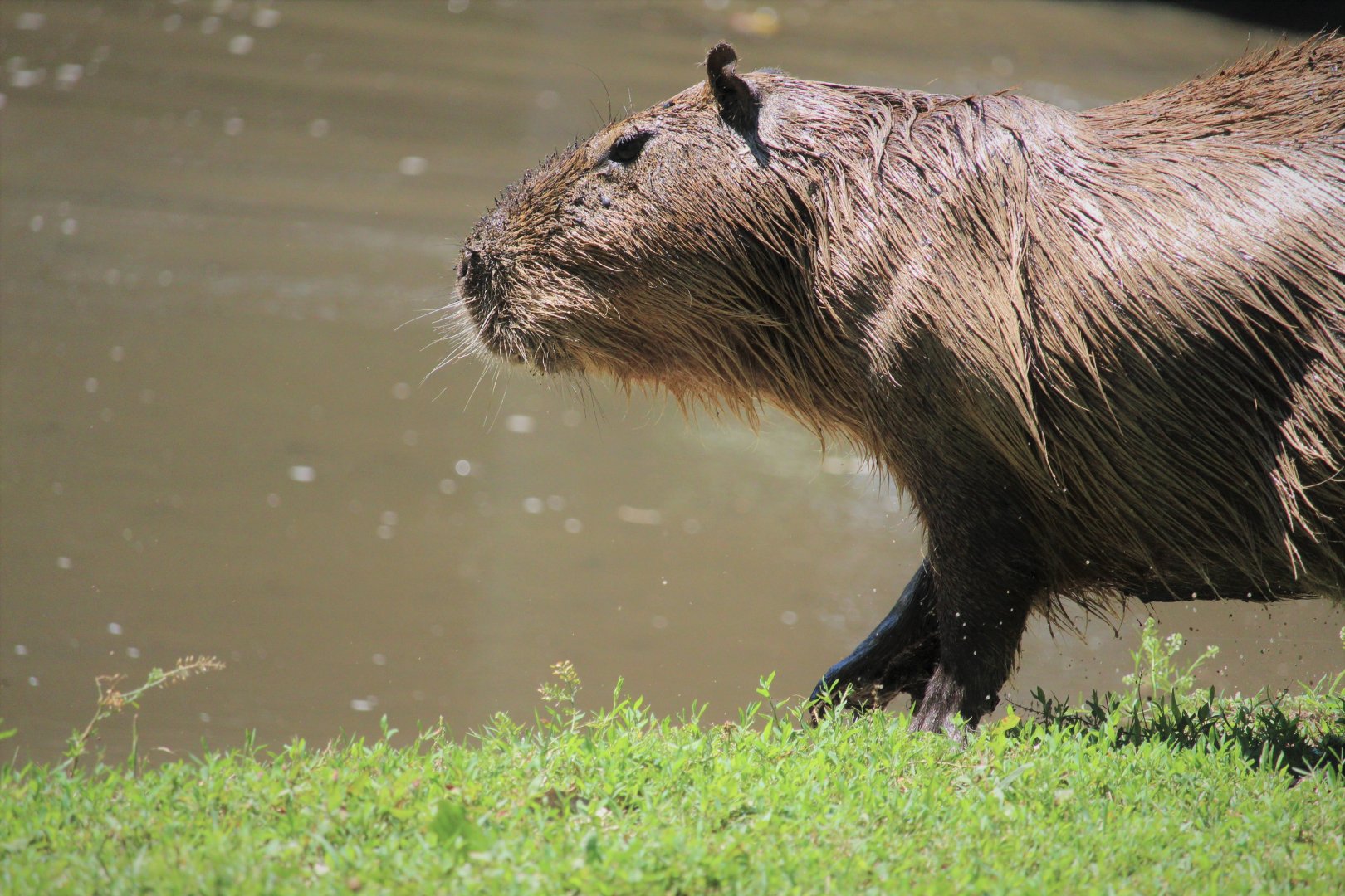 Capybara