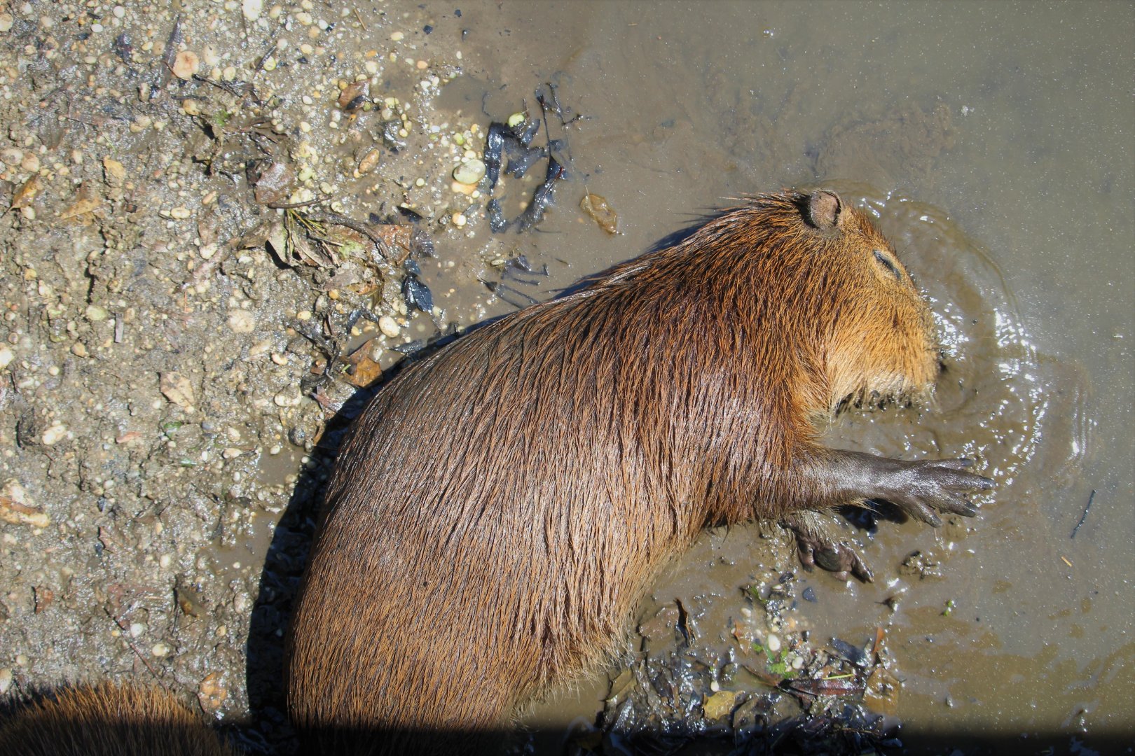 Capybara