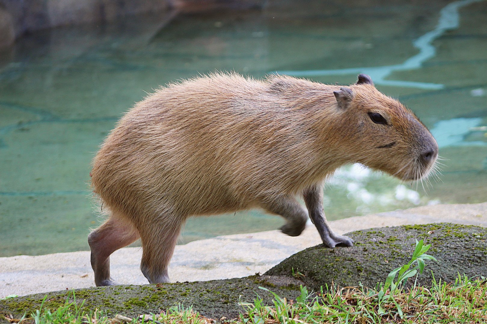 Capybara