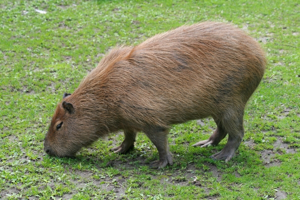 Capybara