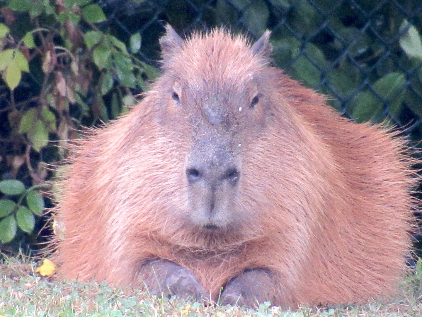 Capybara