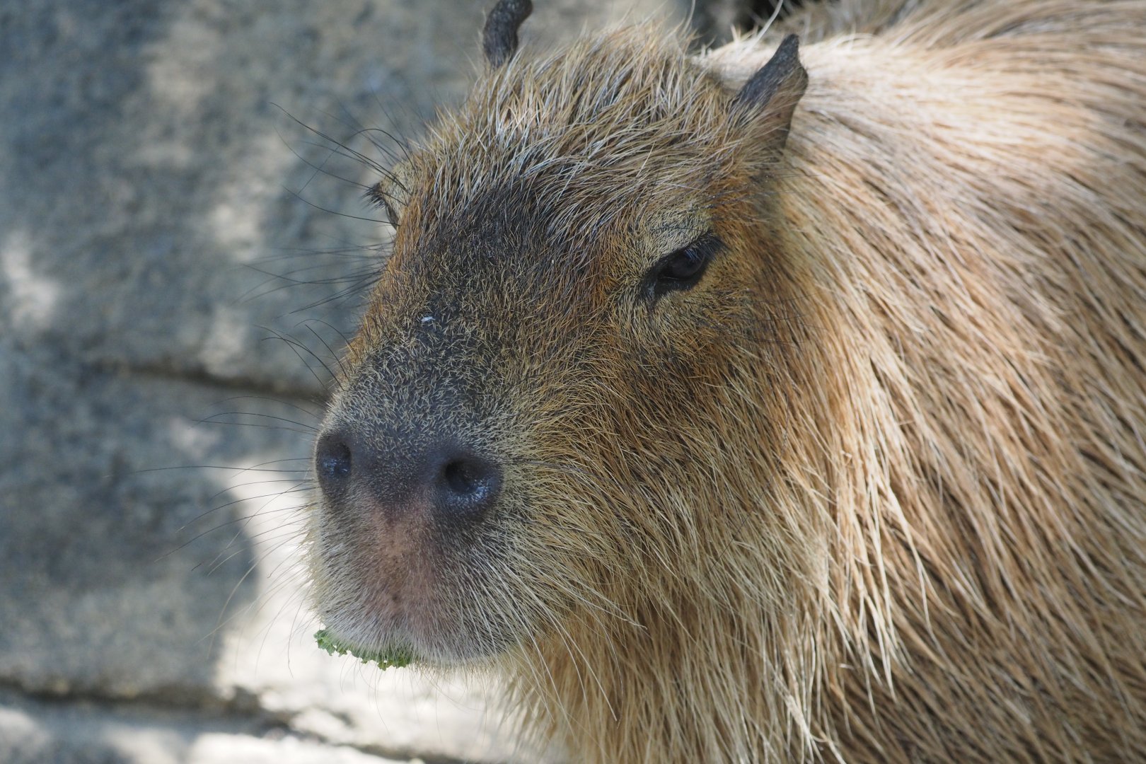 Capybara