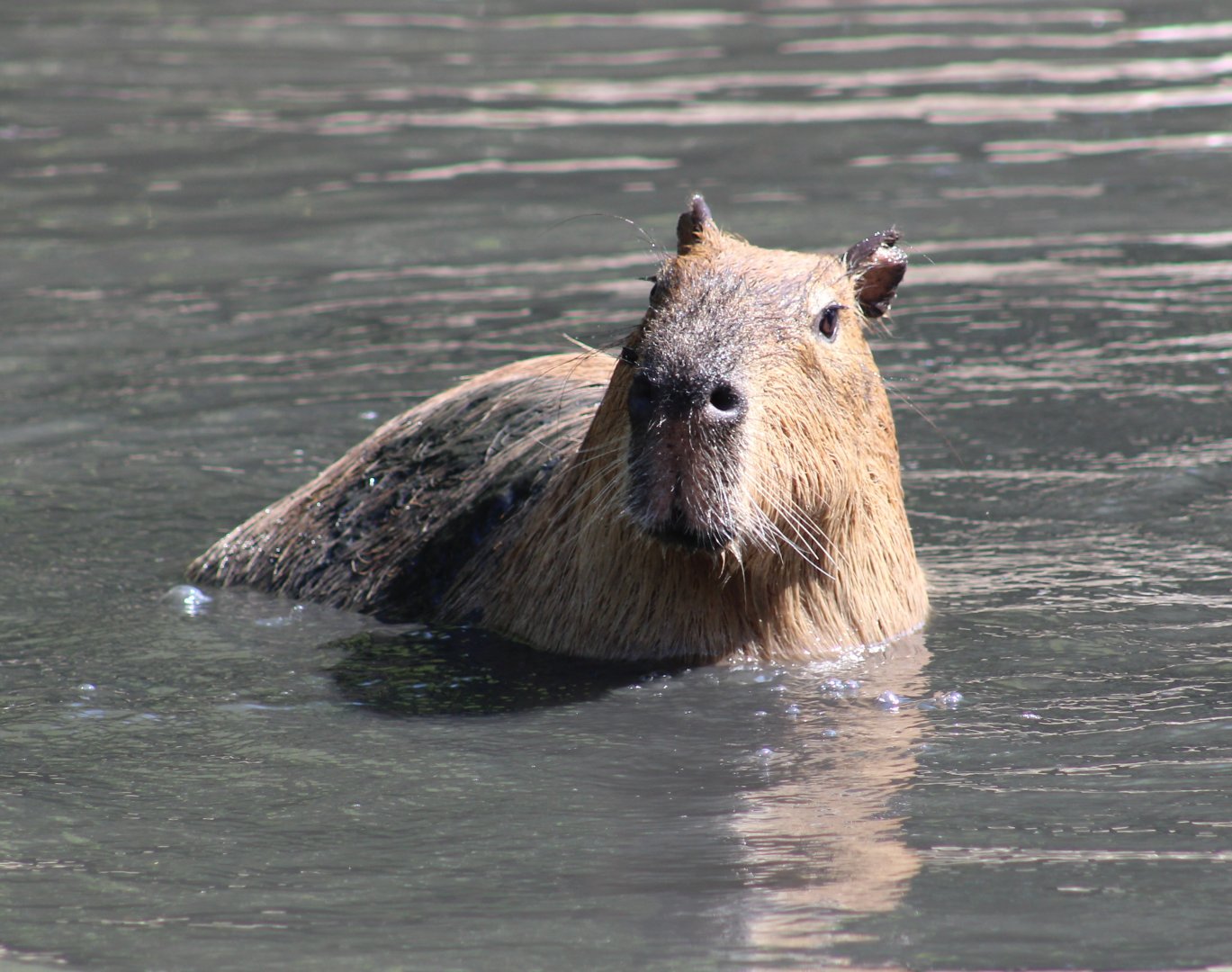 Capybara