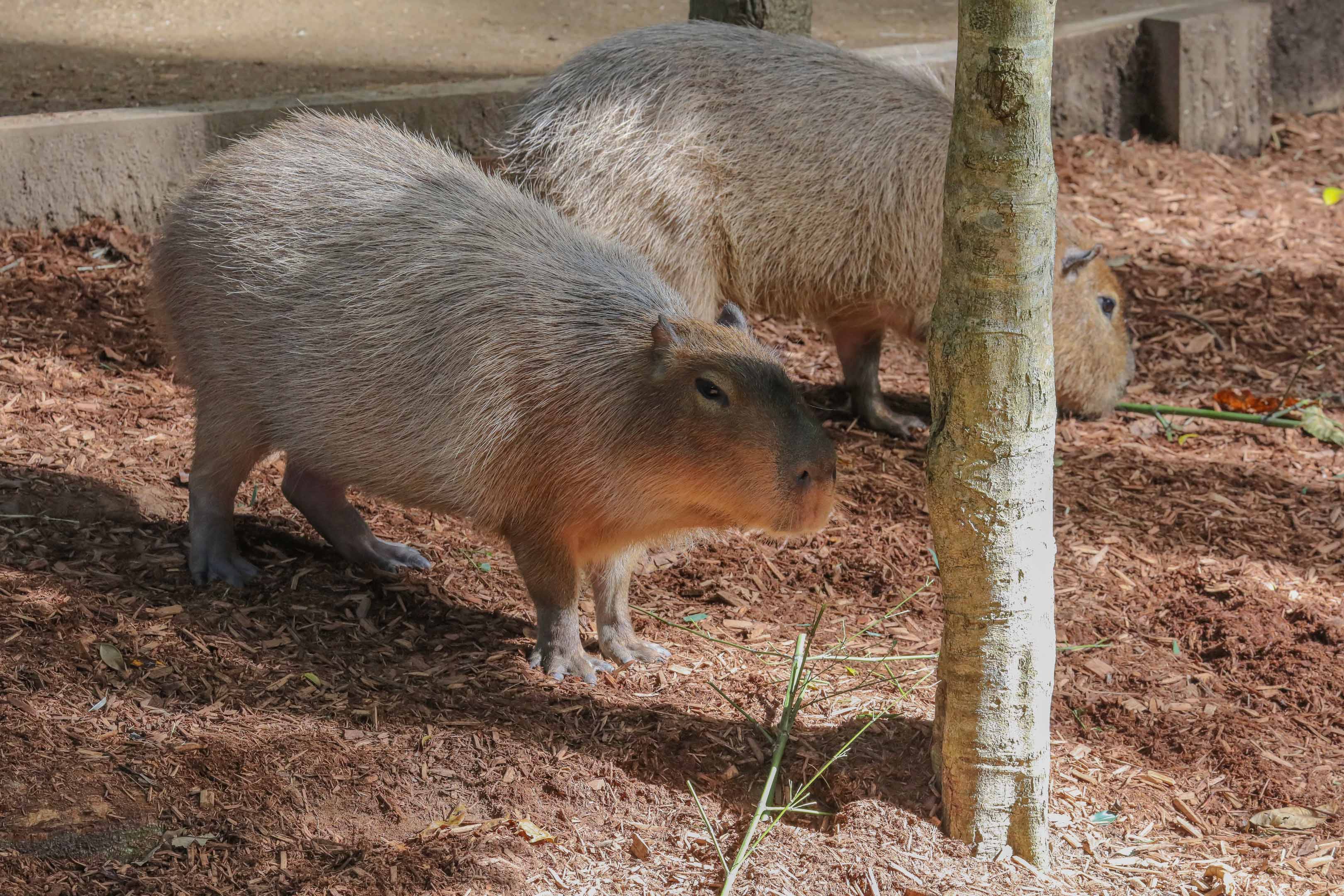 Capybara
