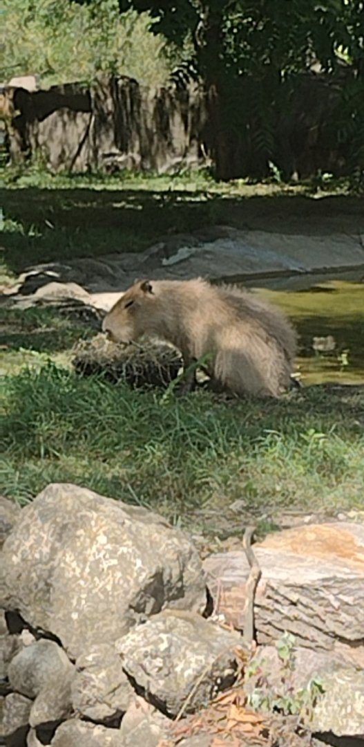 Capybara
