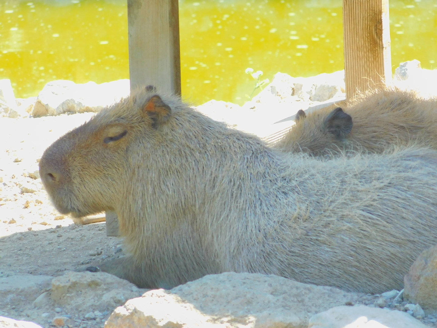 Capybara