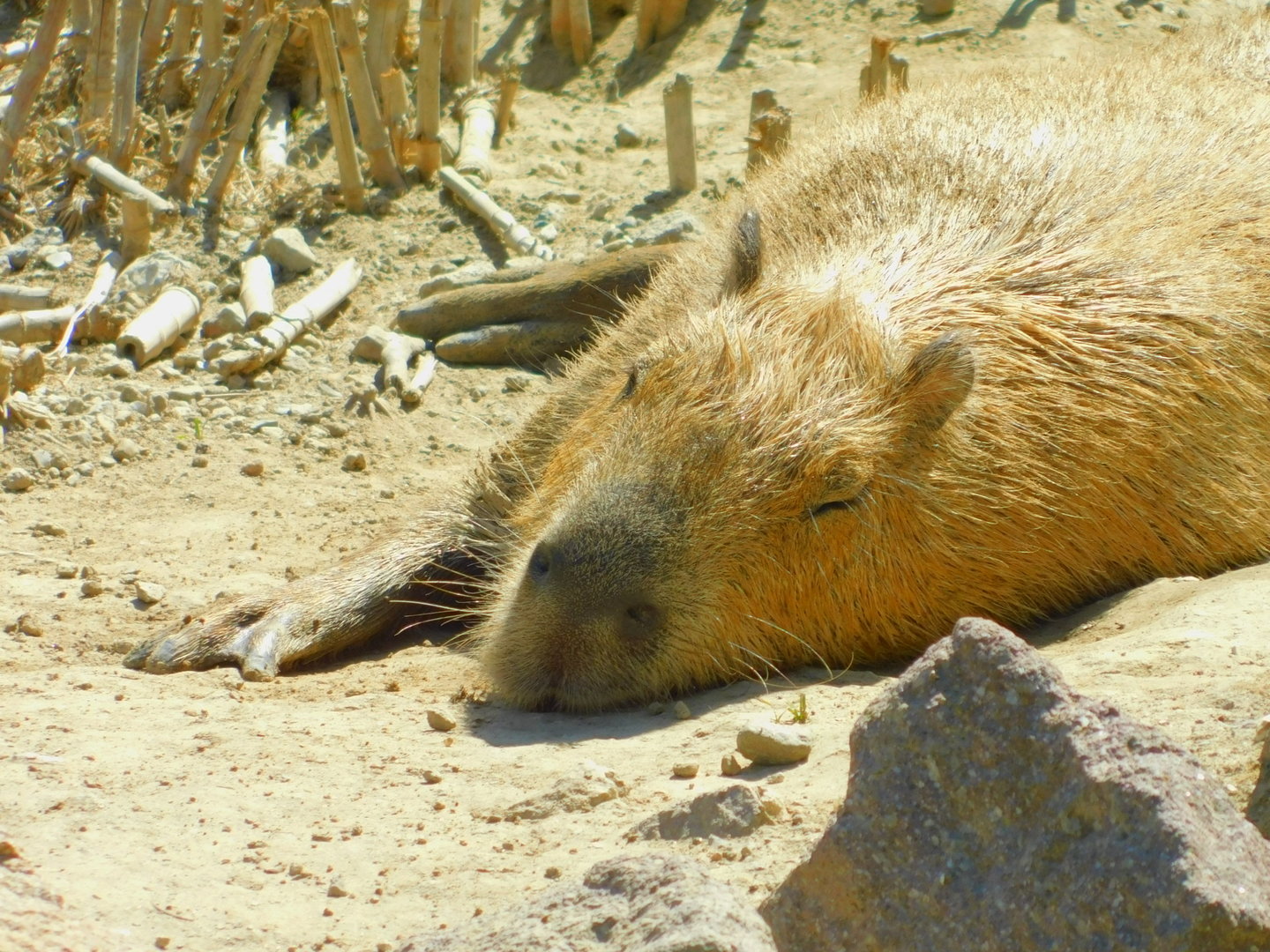 Capybara