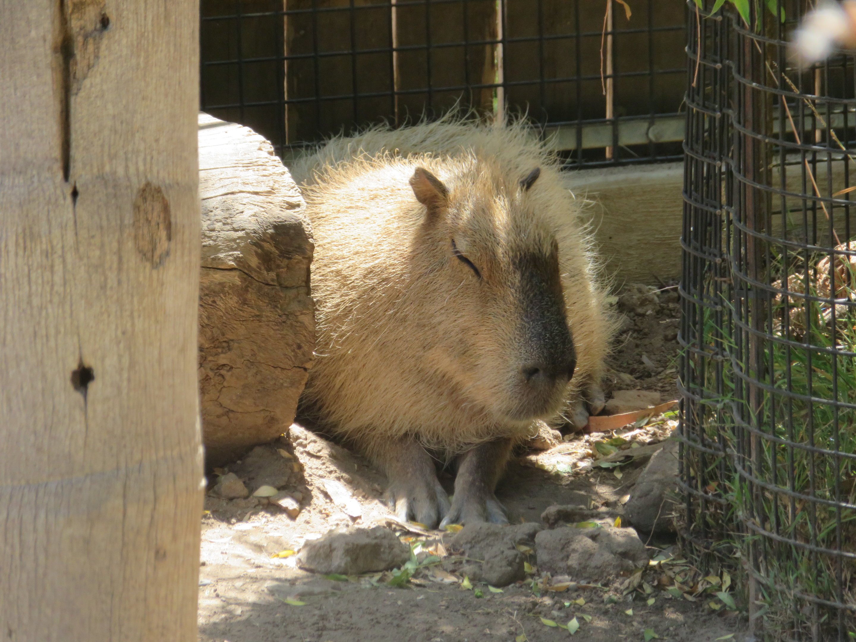 Capybara