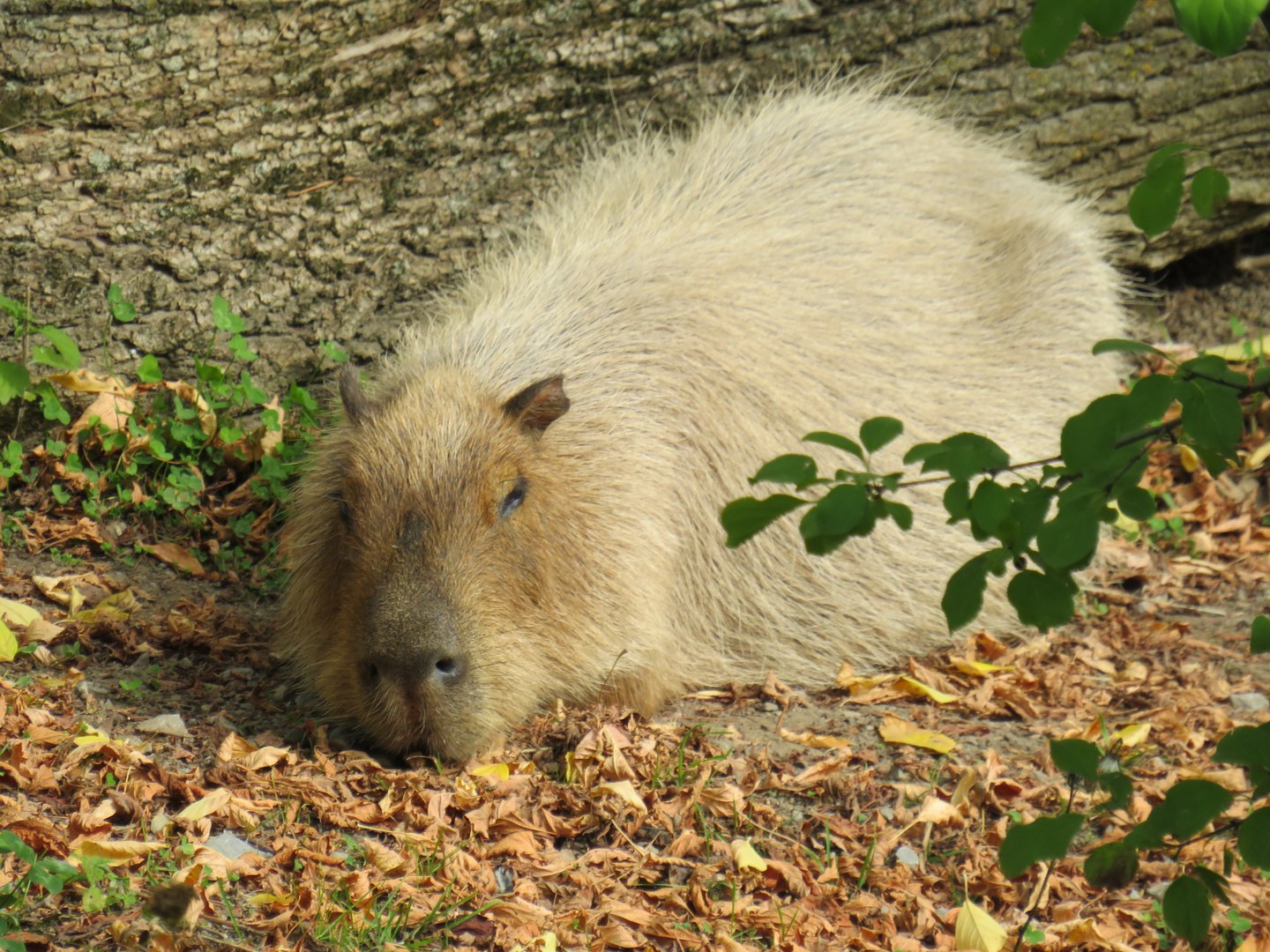 Capybara