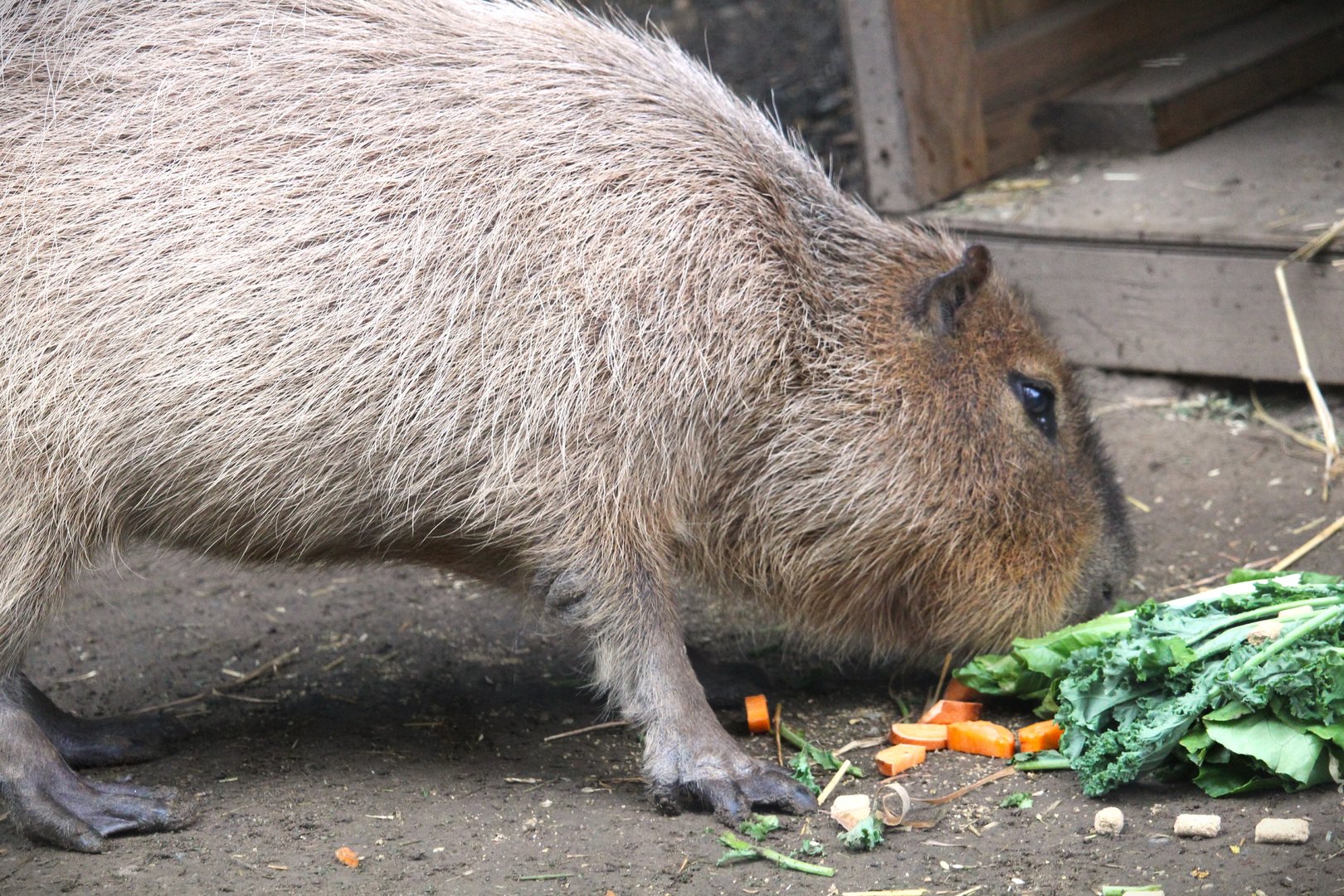 Capybara