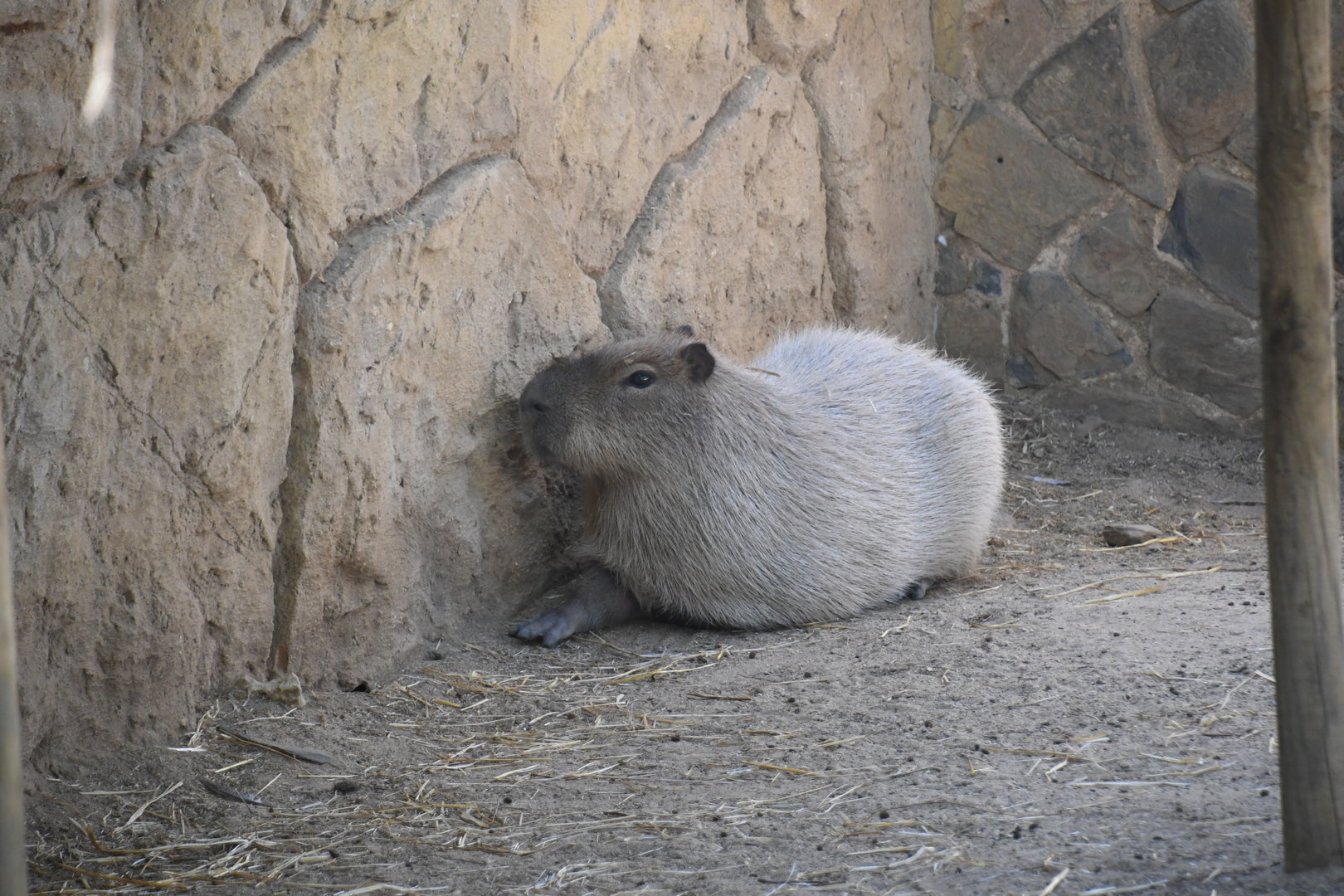 Capybara