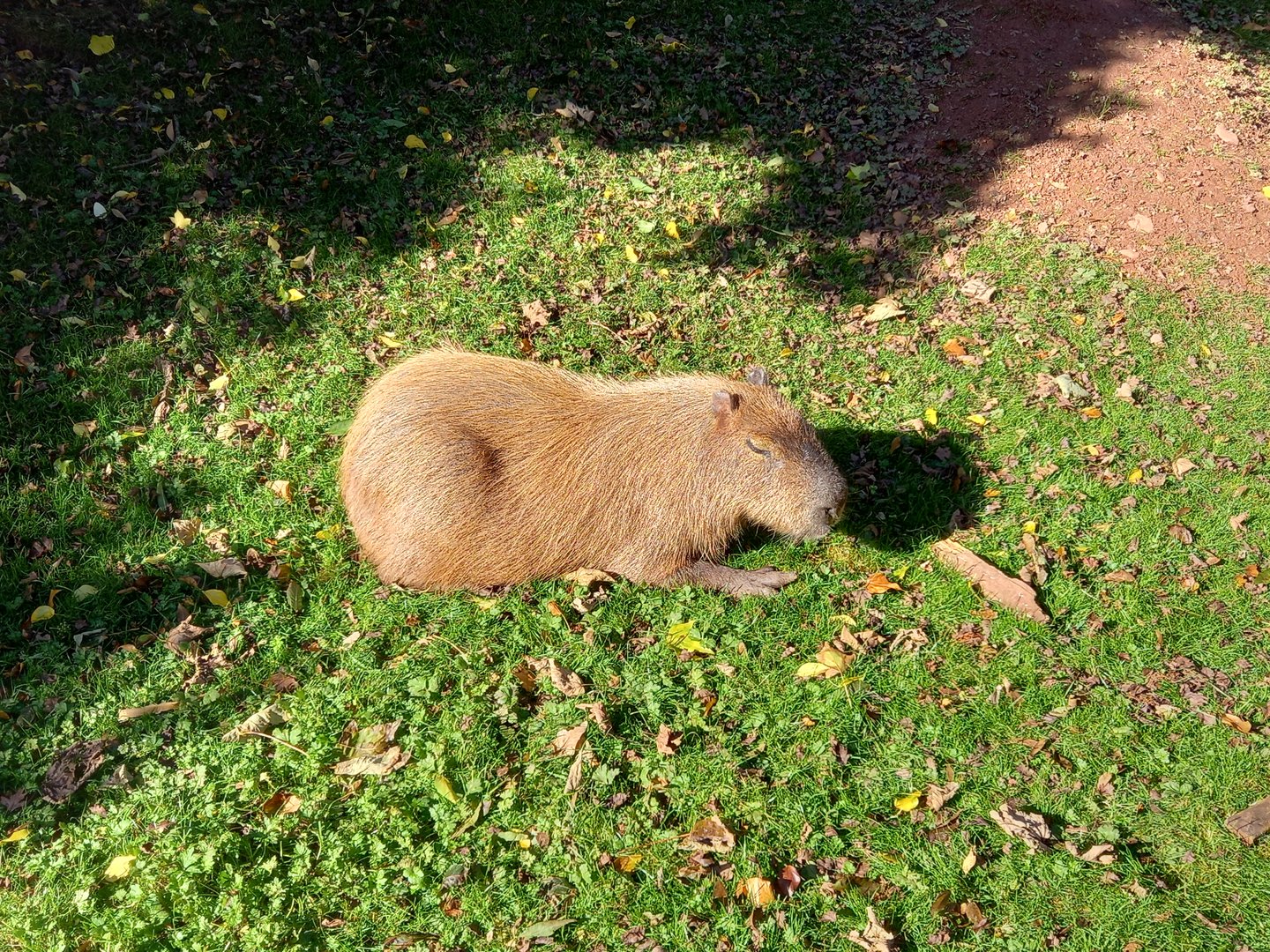 Capybara