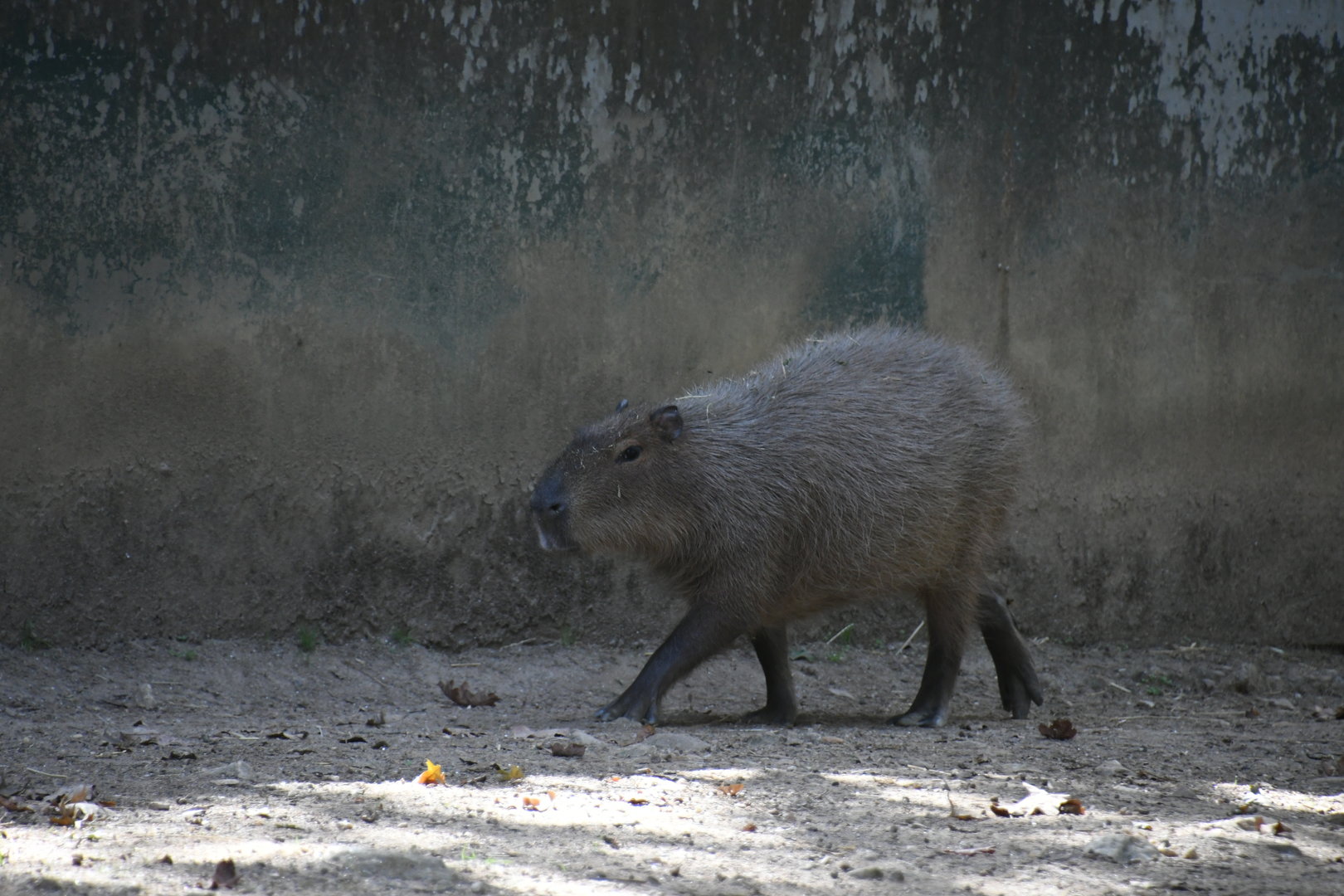 Capybara