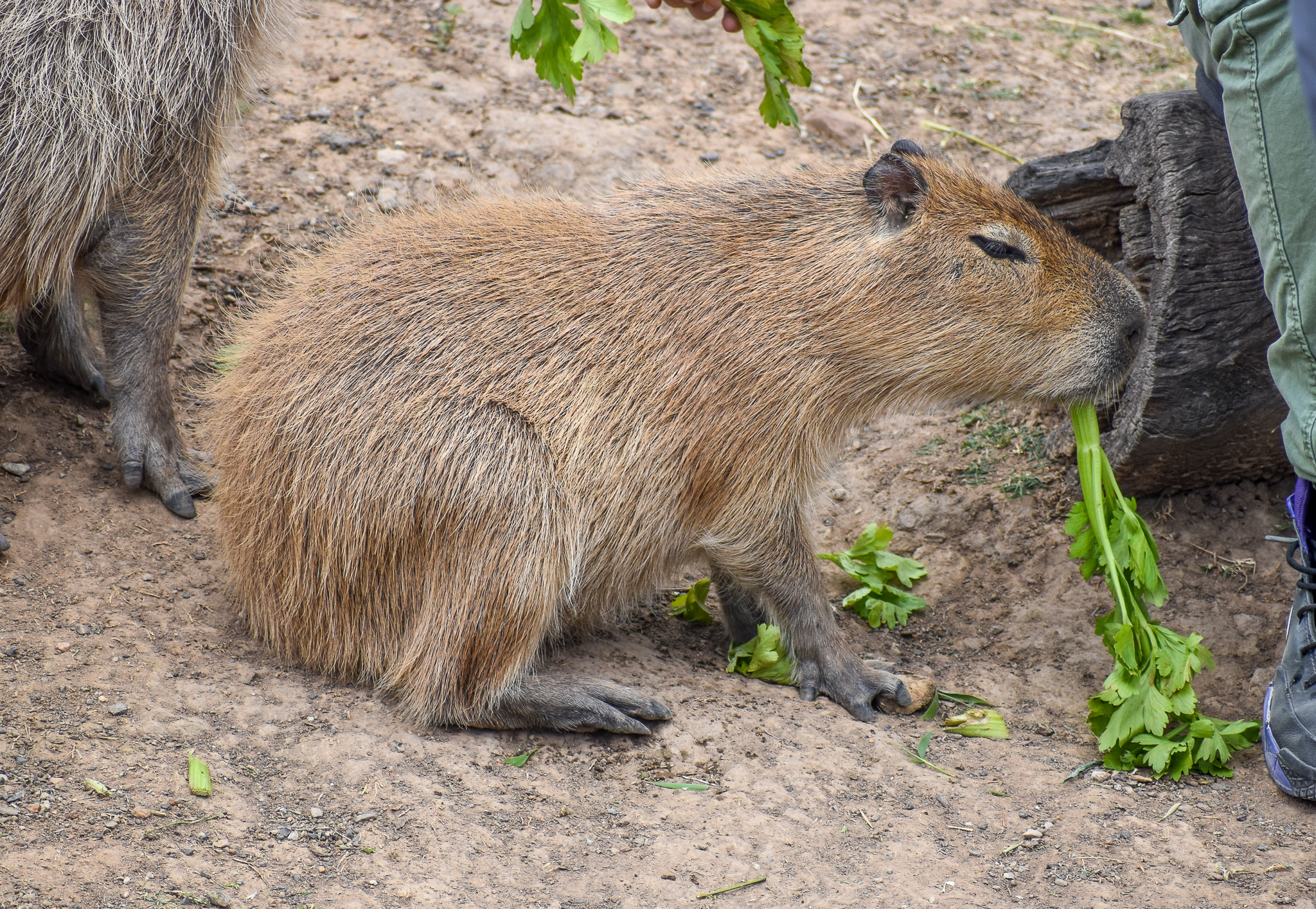 Capybara