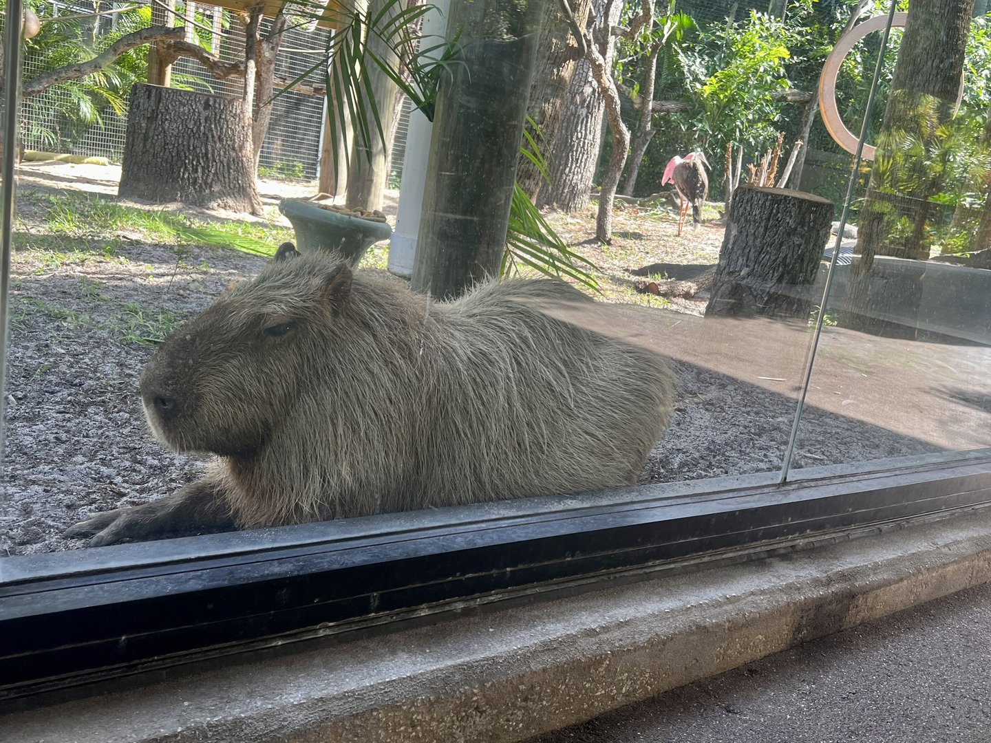 Capybara