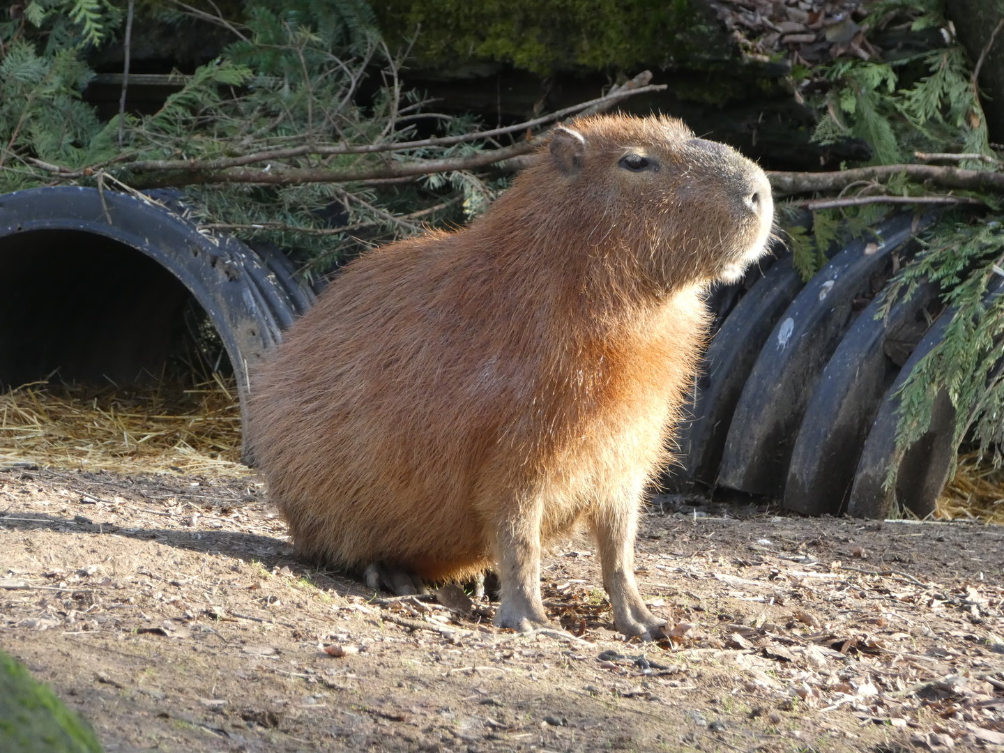 Capybara