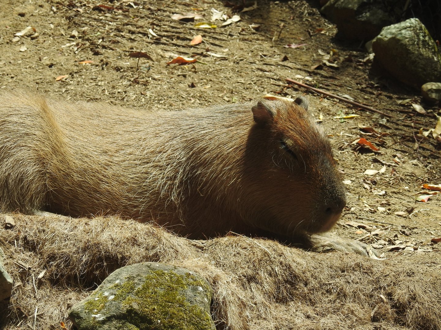 Capybara