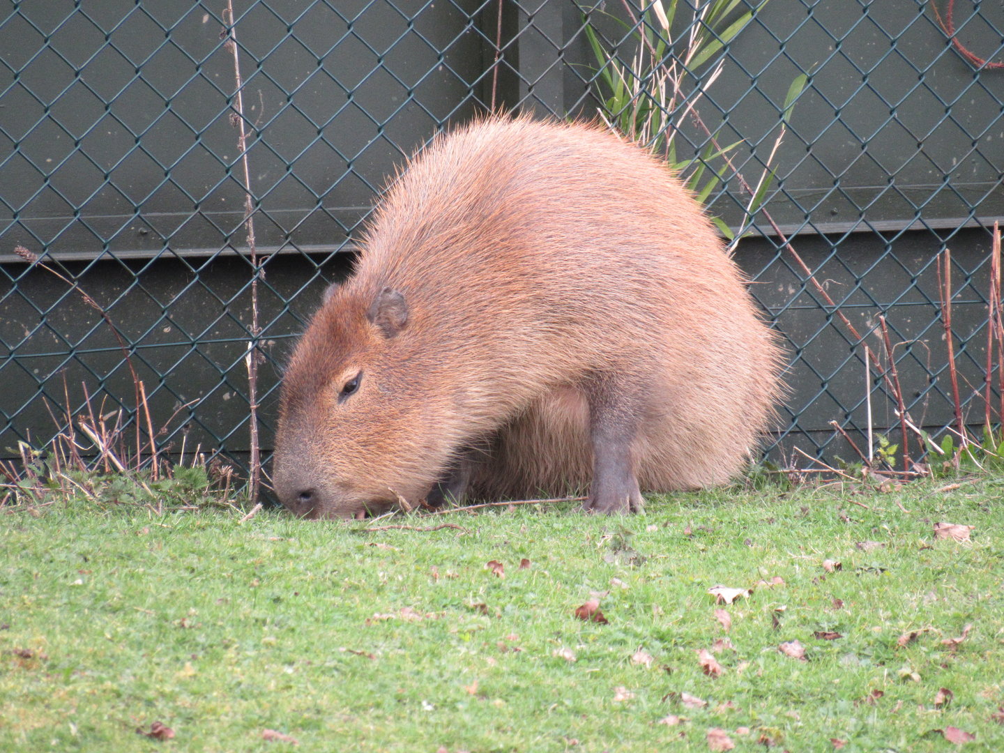 Capybara