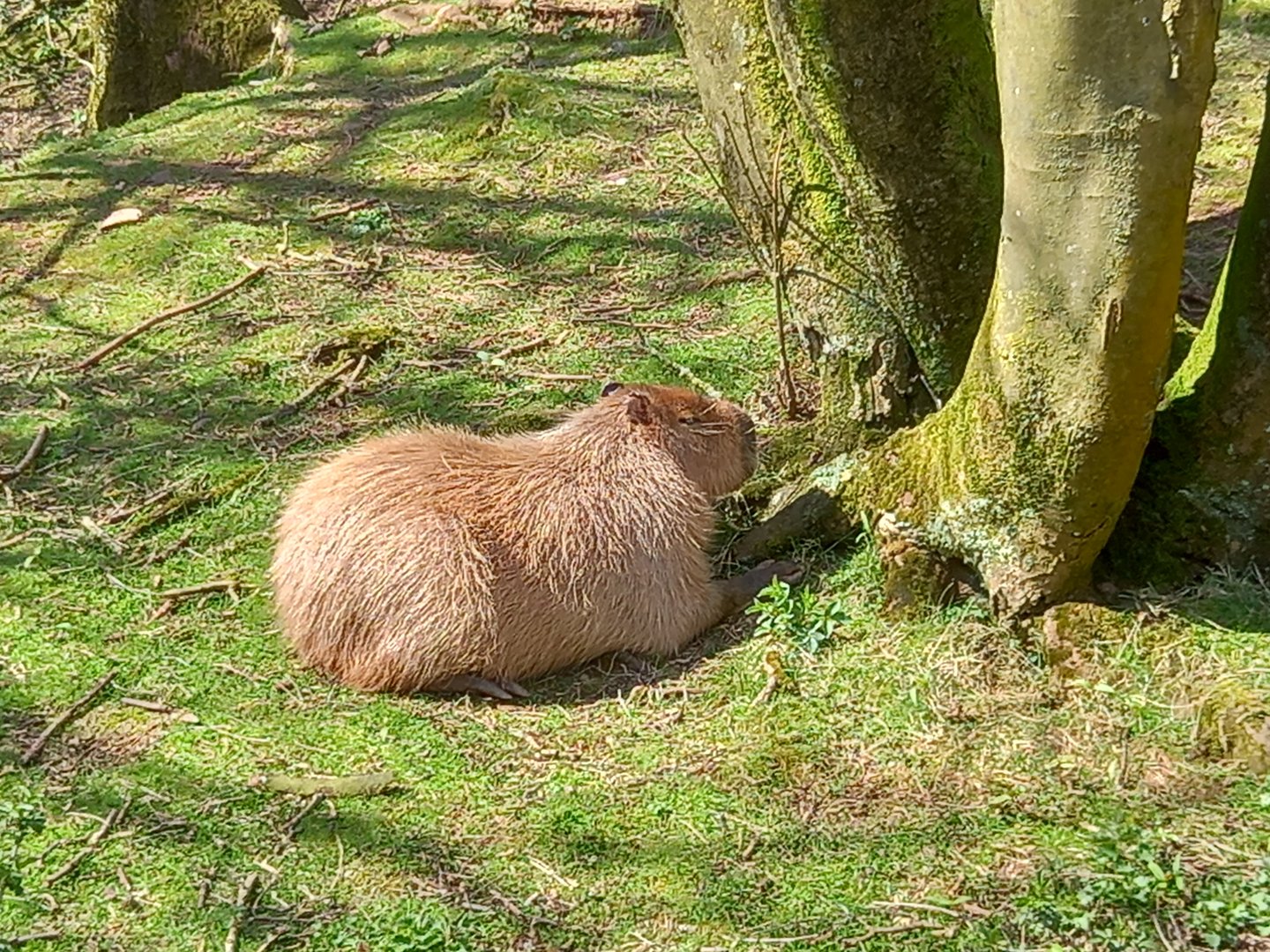 Capybara