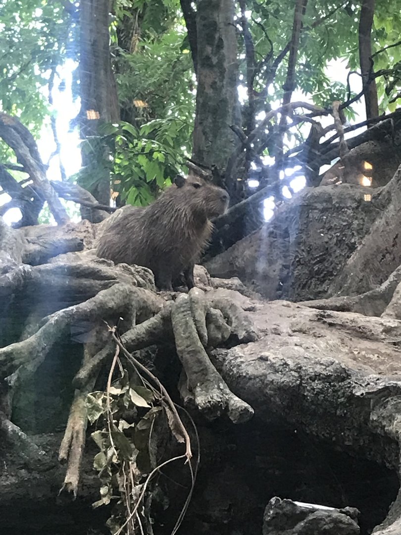 Capybara