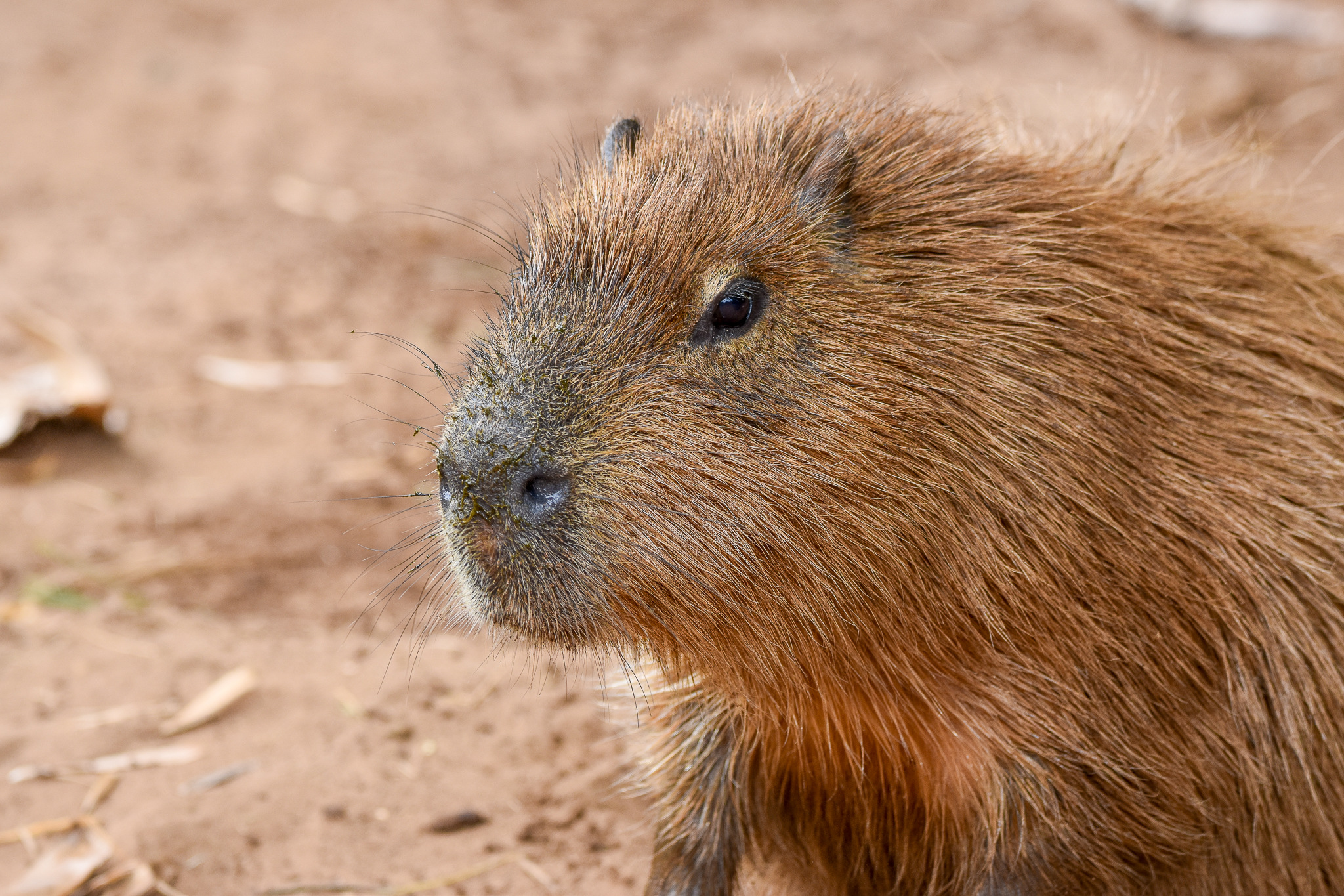 Capybara