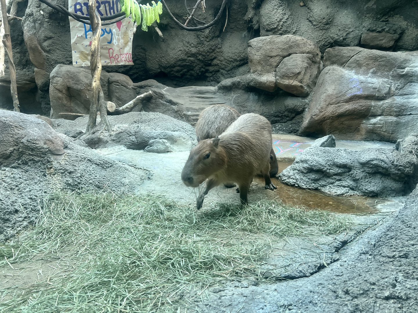 Capybara
