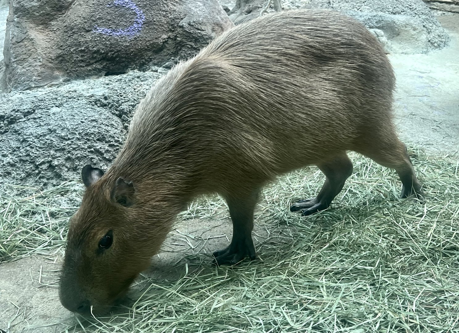 Capybara